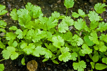 A row of fresh green coriander