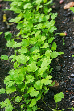 A row of fresh green coriander