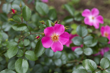 ピンク色のばら「ハイウェイローズ」の花のアップ