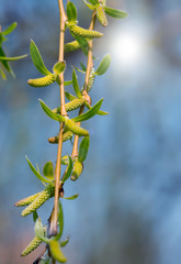 Naklejka premium Spring. Blooming trees bud.