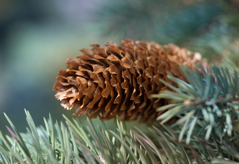 Naklejka na ściany i meble Pine trees with fresh brown pine cones and green pine needles. Pinecone in a tree