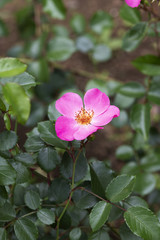 ピンク色のばら「ハイウェイローズ」の花のアップ