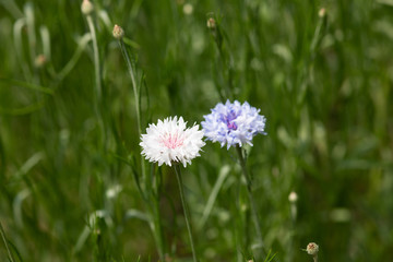 ピンク色のヤグルマギクの花