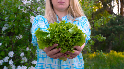 A girl, a female farmer (blond, in a shirt) holds a green salad in her hand, bio-natural products.