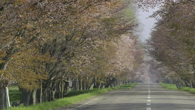 桜並木