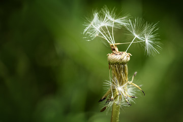 Dandelion with few seeds against a blurred green background with copy space, macro shot