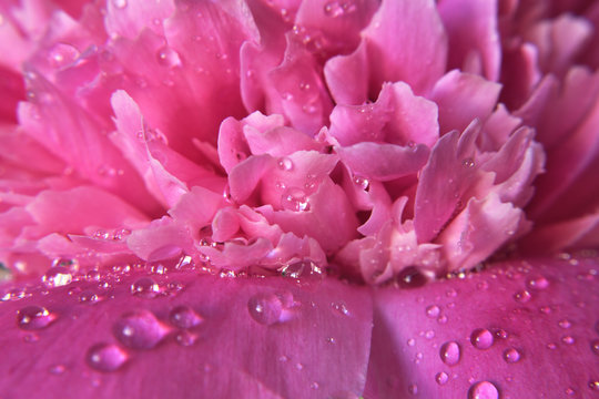 Abstract natural background macro pink   peony petals with water drops . Gentle soft elegant airy artistic image with soft focus.
