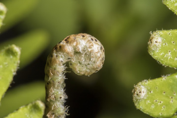Fern bud