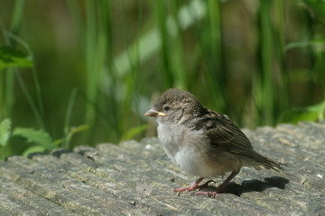 young house sparrow fledgling (Passer domesticus), a cute baby bird on a walk over a wooden...