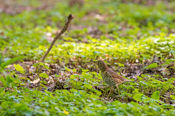 Turdus philomelos, thrush  looking for food