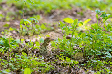 Obraz premium Turdus philomelos, thrush looking for food