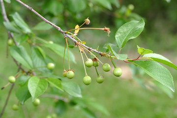 immature cherry and cherry tree