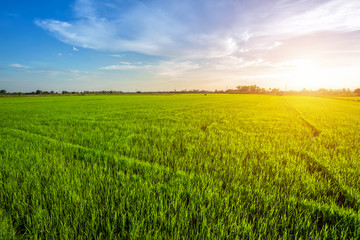Beautiful green cornfield with sunset sky background.