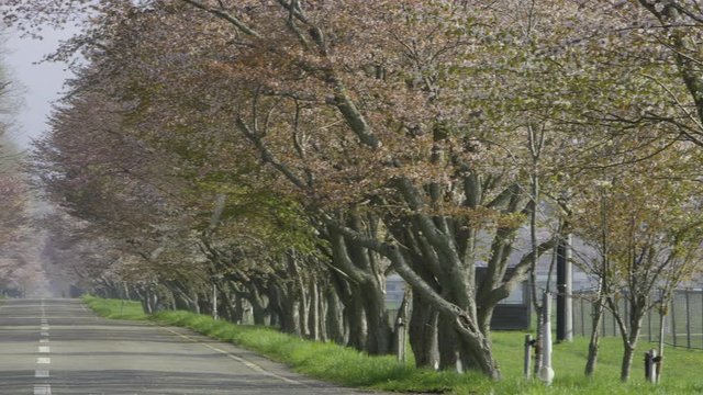 桜並木