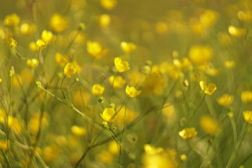 wild yellow flowers in the meadow