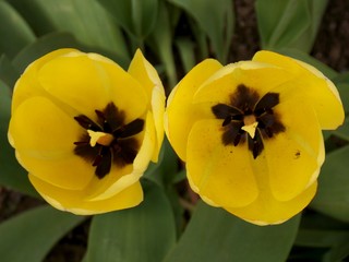 tulips in the yard
