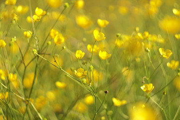 wild yellow flowers in the meadow