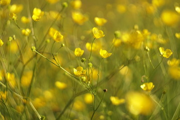 wild yellow flowers in the meadow