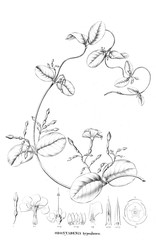 Illustration of plant