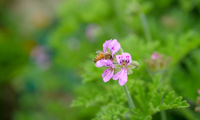 A bee sucking nectar from the blossoms of medical geraniums
