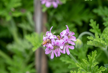 A bee sucking nectar from the blossoms of medical geraniums