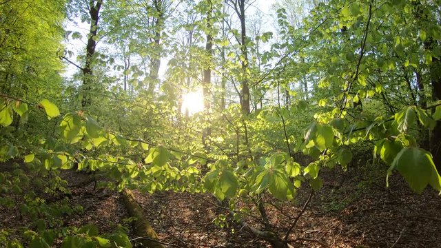 Gang durch den Fr&uuml;hlingswald, Naturpark Spessart, Gimbal, Naturerlebnis, Bayern, 4K