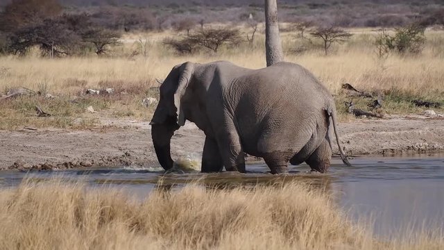 Namibia - Etoscha Nationalpark - Afrikanischer Elefant