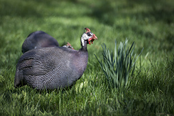 Wild guinea hen on a green grass