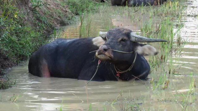 Kambodscha - Wasserbüffel bei Siem Reap
