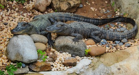 caimans dans leur enclos à l'aquarium