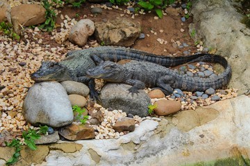 caimans dans leur enclos à l'aquarium