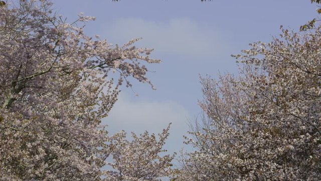 桜並木