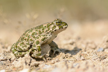 Wechselkröte
