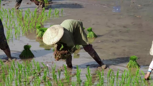 Laos - Fahrt von Pakse nach Champasak - Reis Aussaat