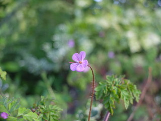 Wild Geranium