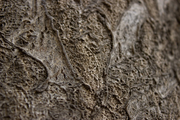 Tree trunk texture close up