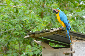 Obraz premium Closeup of a blue-and-yellow macaw