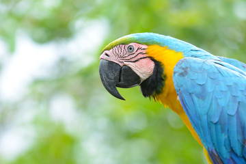 Closeup of a blue-and-yellow macaw