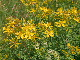 Blühendes Johanniskraut, Hypericum perforatum