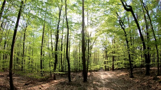 Gang durch den Fr&uuml;hlingswald, Naturpark Spessart, Gimbal, Naturerlebnis, Bayern, 4K