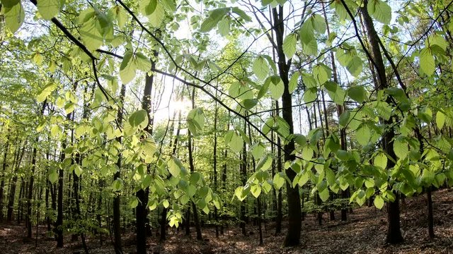 Gang durch den Fr&uuml;hlingswald, Naturpark Spessart, Gimbal, Naturerlebnis, Bayern, 4K