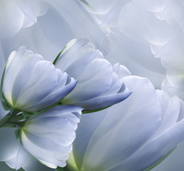 Floral  blue-white beautiful background.  Flower spring  composition of tulips.   Nature.