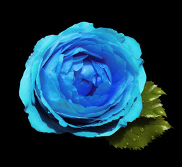 Fototapeta premium sky blue flower roses on the black isolated background with clipping path no shadows. Rose with green leaves. For design. Closeup. Nature.