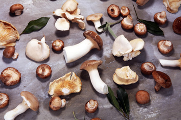 variety of raw mushrooms on grey table. oyster and other fresh mushrooms
