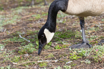 Canadian goose grazing at a park 