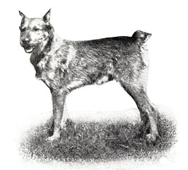 Deutscher rauhaariger Pinscher 