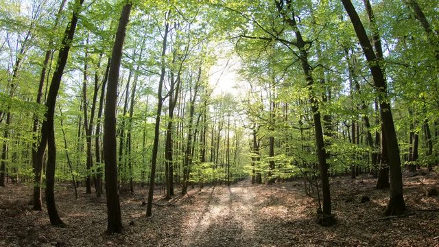 Gang durch den Fr&uuml;hlingswald, Naturpark Spessart, Gimbal, Naturerlebnis, Bayern, 4K
