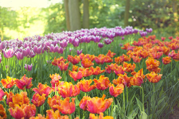 Different tulips tulips on the flowerbed Keukenhof Holland. Spring. Photo with toning.
