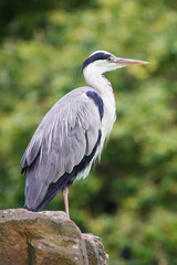 Gray Heron, Ardea cinerea, photo was taken in Germany