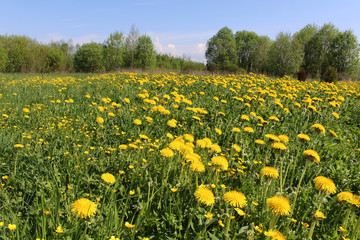 Fototapeta premium Yellow dandelion against field and blue sky with clouds